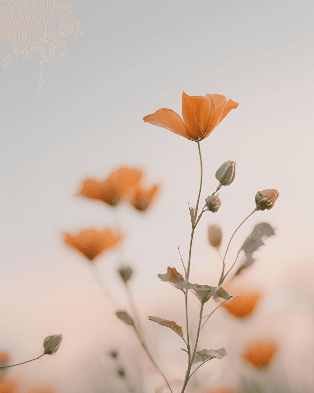 Amapolas al atardecer